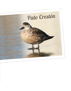 pato creston