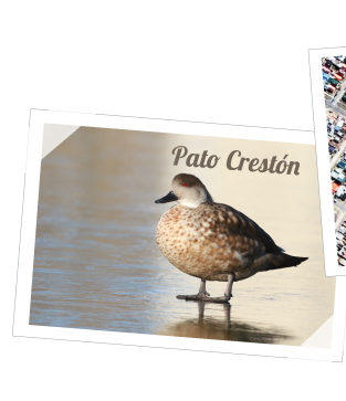 pato creston